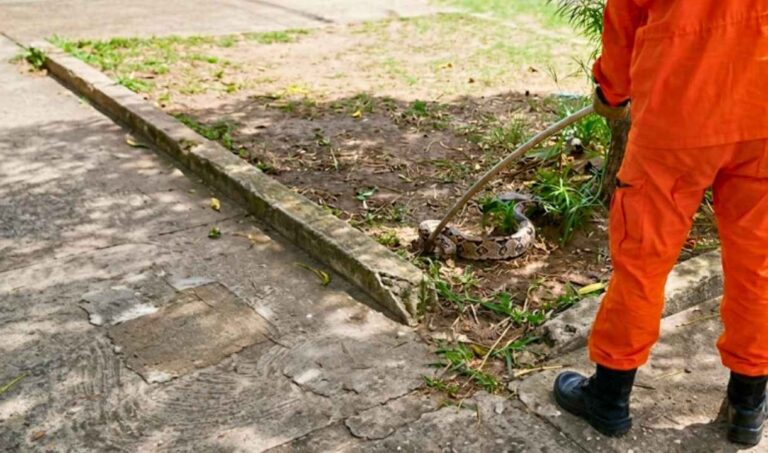 Bombeiros capturam jiboia perto de posto de saúde em Corumbá