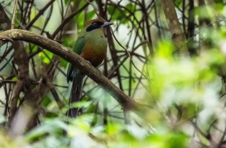 Juruva passa a ser ave símbolo da Mata Atlântica em Mato Grosso do Sul