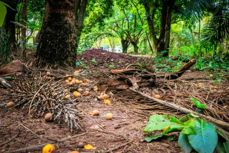 Fundação de Meio Ambiente atualiza o plano do Parque de Piraputangas