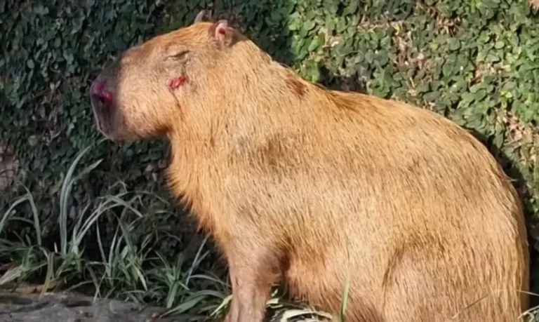 MPRJ denuncia agressores de capivara e pede reparação por danos ambientais