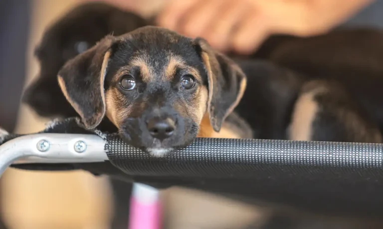 Governo abre consulta pública e prevê regras para genéricos e similares veterinários