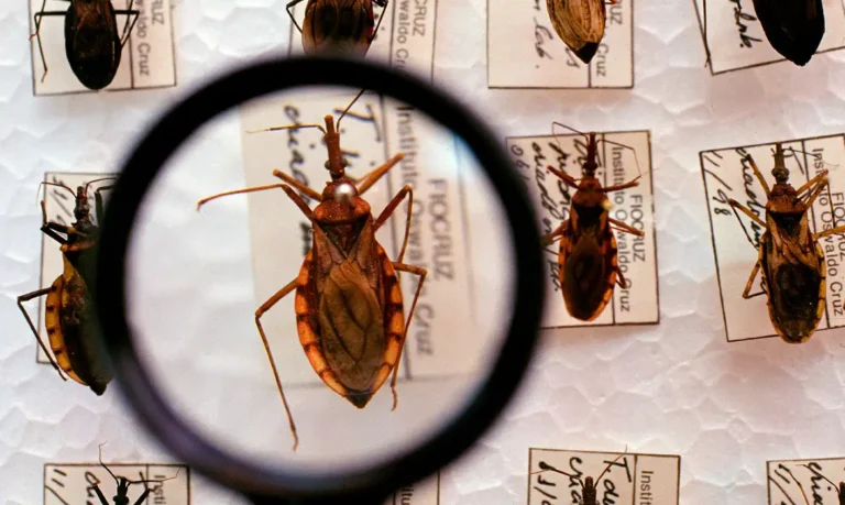 Governo federal destina R$ 12 milhões ao enfrentamento da doença de Chagas