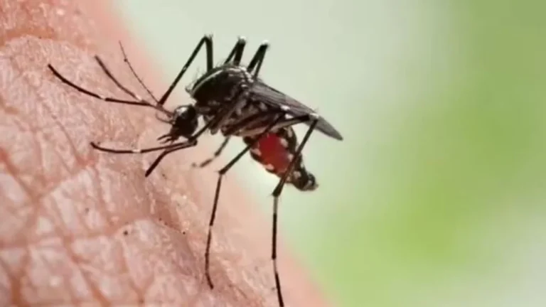 Dourados responde por quase metade das mortes por chikungunya no Brasil em 2026