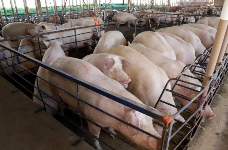 Suinocultura de MS registra avanço e recebe mais de R$ 300 milhões em incentivos