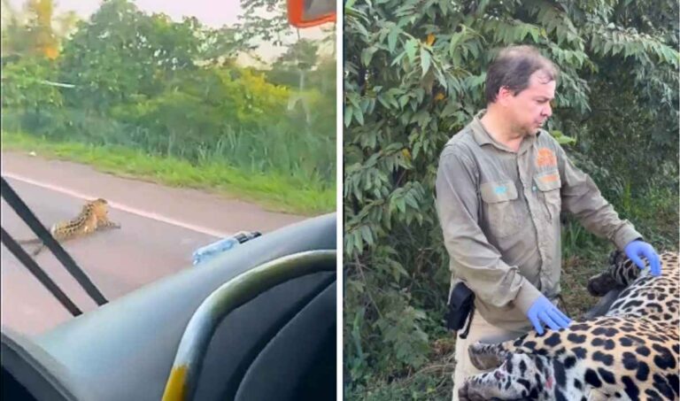 Onça-pintada morre atropelada na BR-262 no Pantanal