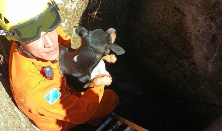 Bombeiros resgatam cachorro que caiu em galeria pluvial em Corumbá