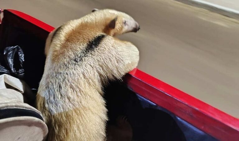 Bombeiros capturam tamanduá-mirim após ser acuado por cães em árvore