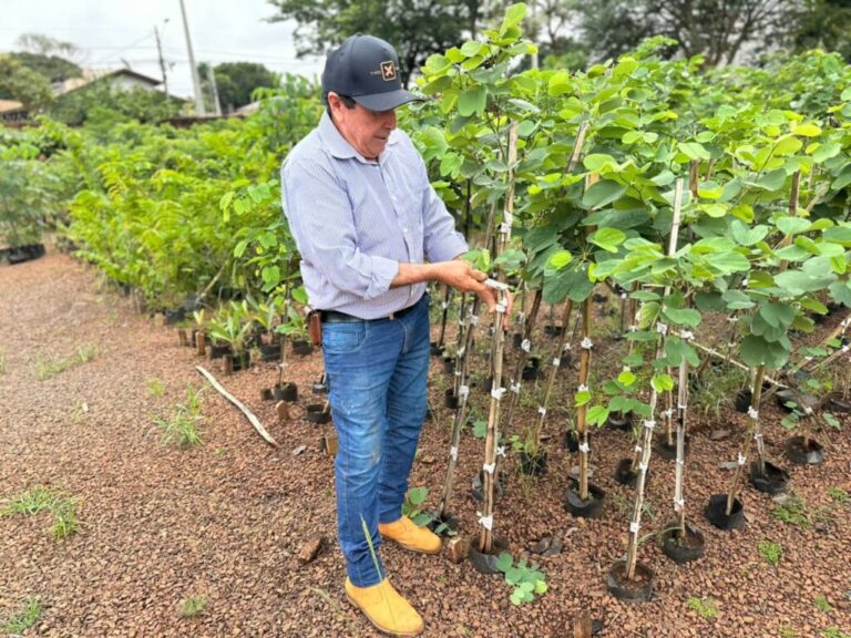 Do viveiro à cidade: o trabalho que transforma sementes em vida em Campo Grande