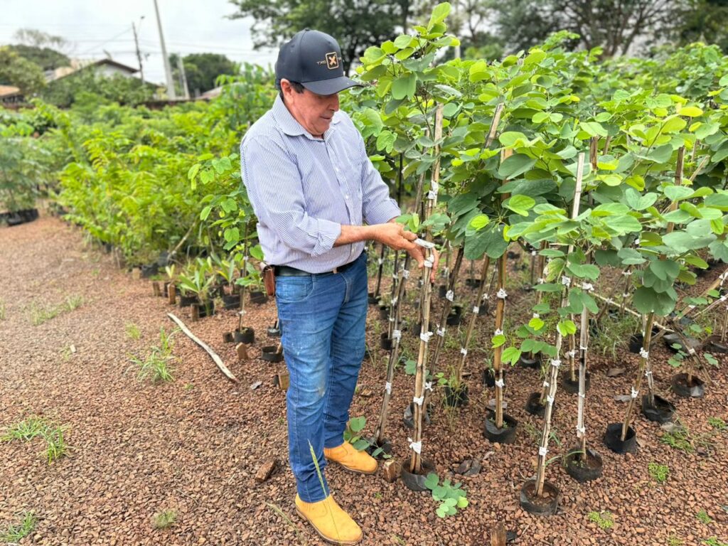 Do viveiro à cidade: o trabalho que transforma sementes em vida em Campo Grande