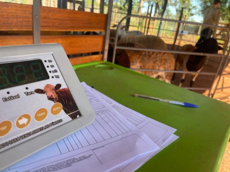 Preparo impulsiona ovinocultura e renda em Campo Grande