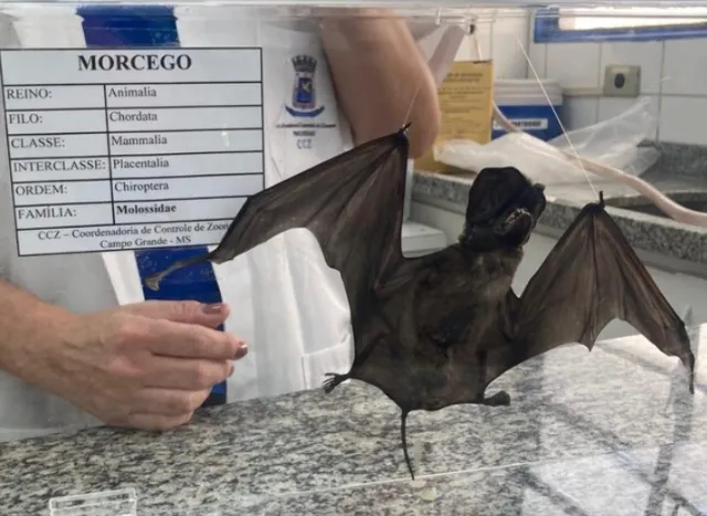 Morcego caído em rua de Campo Grande, representando o alerta de raiva na cidade e as medidas de saúde pública.