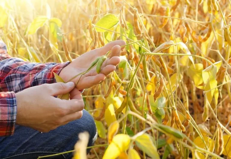 Capacitação gratuita leva tecnologia agrícola a estudantes em Campo Grande