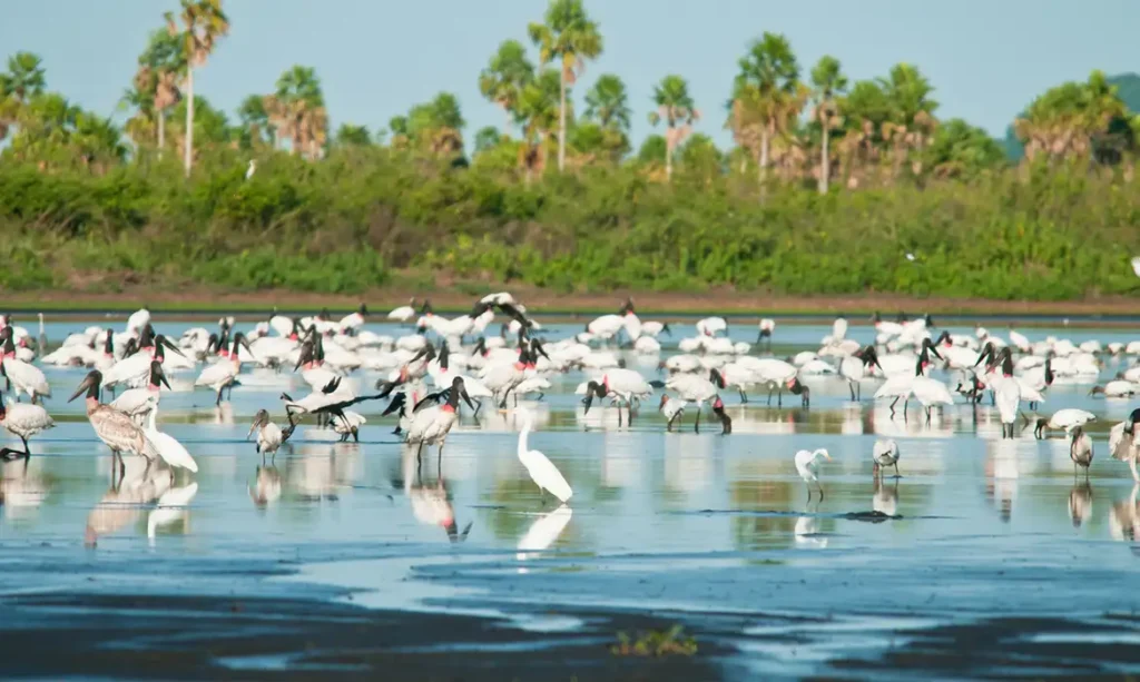 estacao ecologica esec taiama tera 68 mil hectares foto pale zuppani
