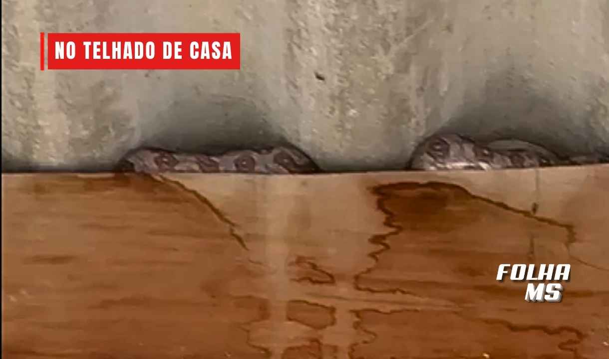 jiboia nova corumba