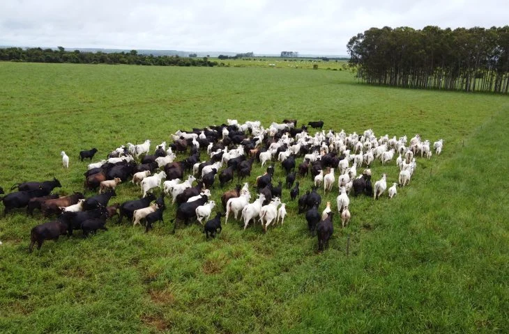 Iagro alerta que frente fria é risco de hipotermia para rebanhos em Mato Grosso do Sul