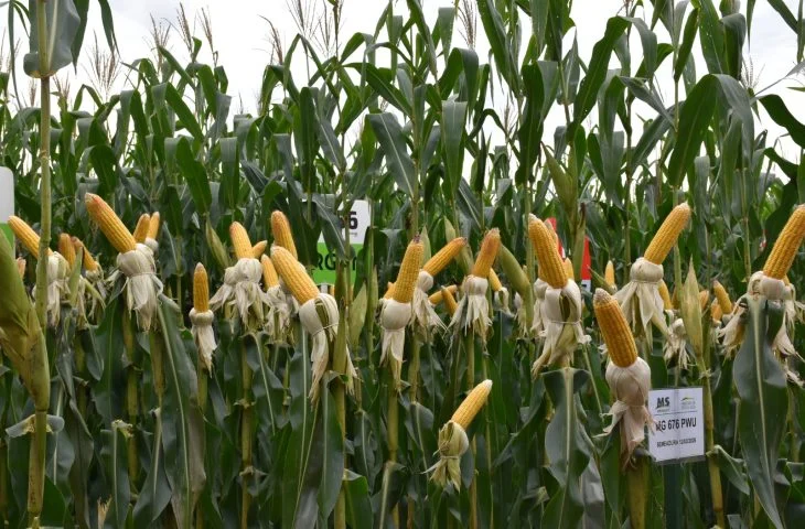 Irrigação é aposta para elevar produtividade do milho em Mato Grosso do Sul