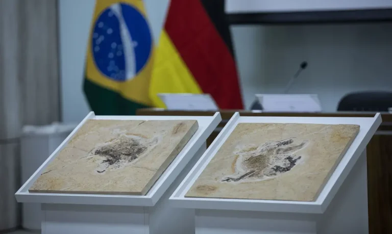Brasil busca recuperar dinossauros e patrimônios dispersos em 14 países