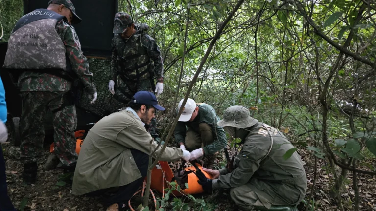 Grupo técnico segue monitorando onça-pintada após soltura na Serra do Amolar