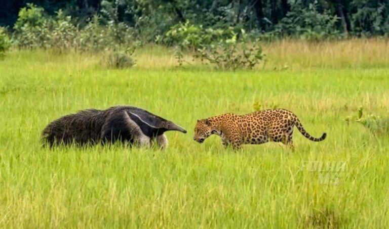 Onça-Pintada recua após confronto com tamanduá-bandeira no Pantanal de MS
