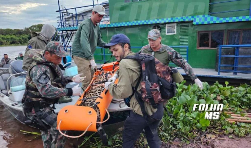 Após captura em Corumbá, onça-pintada de 72 kg é solta e monitorada por satélite em MS 3 soltura oonca
