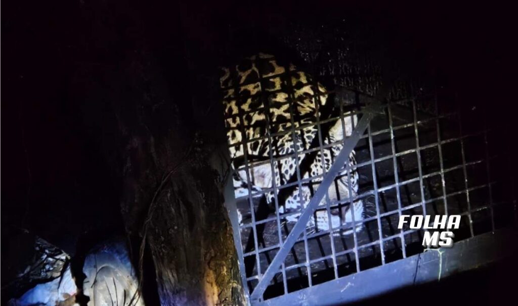 Após captura em Corumbá, onça-pintada de 72 kg é solta e monitorada por satélite em MS 2 soltura oonca3