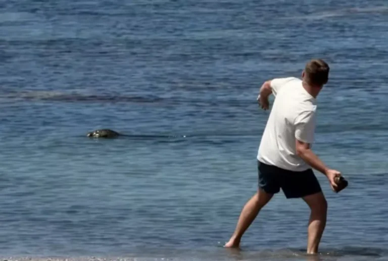 Morador intervém e agride turista que atacava a foca-monge Lani na orla de Lahaina.
