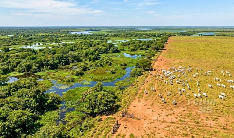 Estado paga para preservar Pantanal, mas autoriza intervenção em mais de 10 mil hectares do bioma