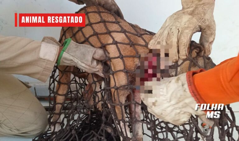 Bombeiros resgatam cachorro ferido com arame preso ao pescoço em batalhão do Exército em Corumbá