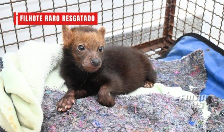 Filhote de cachorro-vinagre ameaçado de extinção se recupera após resgate em MS
