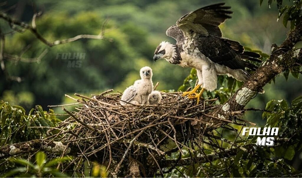 harpia pantanal hidrovia