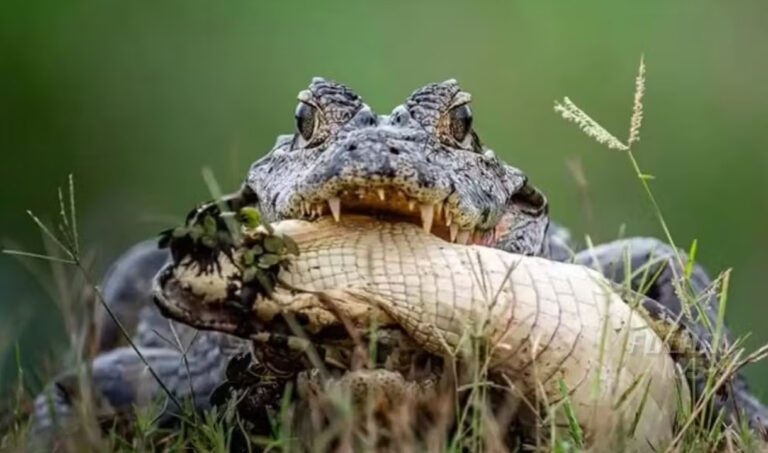 Canibalismo entre jacarés é registrado por fotógrafo no Pantanal de MS