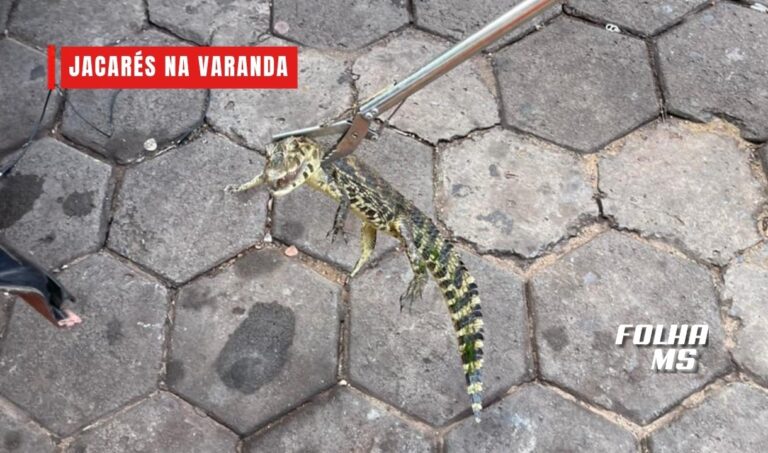 Bombeiros capturam filhotes de jacaré em frente a residência no Centro de Corumbá
