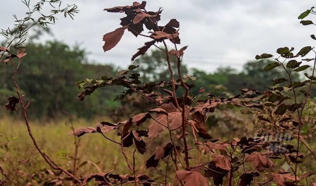 Poeira, barulho e perda de renda: como a expansão da mineração muda a vida de comunidades no Pantanal de Corumbá 3 mineracao pantanal6