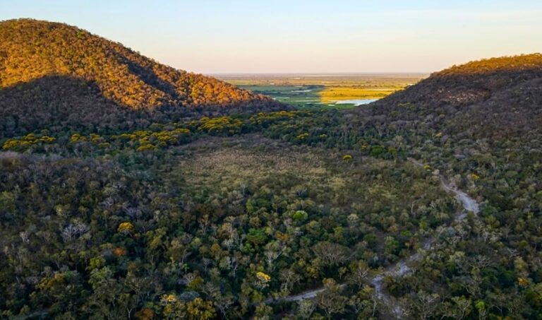 Programa de conservação convive com autorizações de intervenção no Pantanal