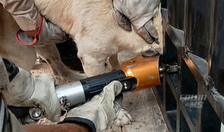 Bombeiros cortam grade de portão para resgatar cachorro preso em Corumbá
