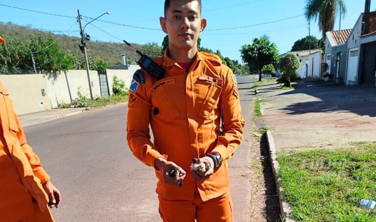 Bombeiros salvam três pintinhos que caíram em bueiro de dois metros em Corumbá