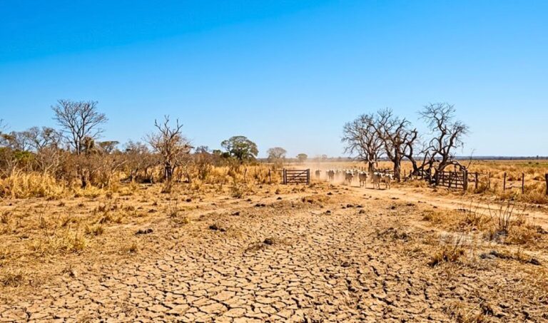 Calor extremo pode atingir quase um terço do ano no Pantanal até 2060, aponta estudo
