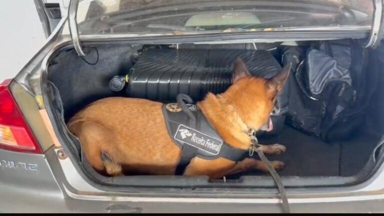 Cão farejador encontra 13 kg de skunk em veículo abandonado na fronteira de Corumbá