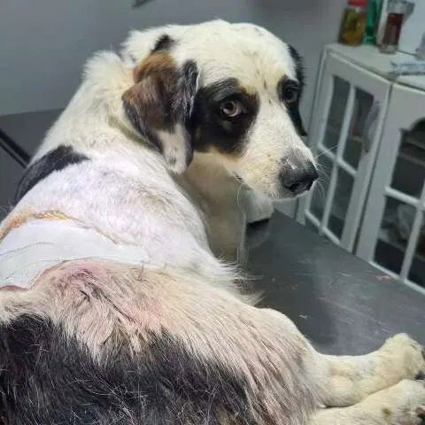 Cão Brutos ferido após ser baleado ao impedir invasão de suspeito no quintal durante operação policial em Ribas do Rio Pardo