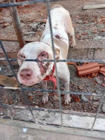 Cadela pitbull ferida atrás de grades em terreno em obras no bairro Piratininga, em Campo Grande