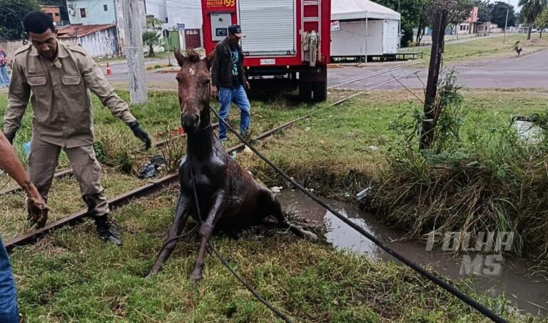 Bombeiros resgatam cavalo após horas preso em vala alagada perto da linha férrea em Corumbá