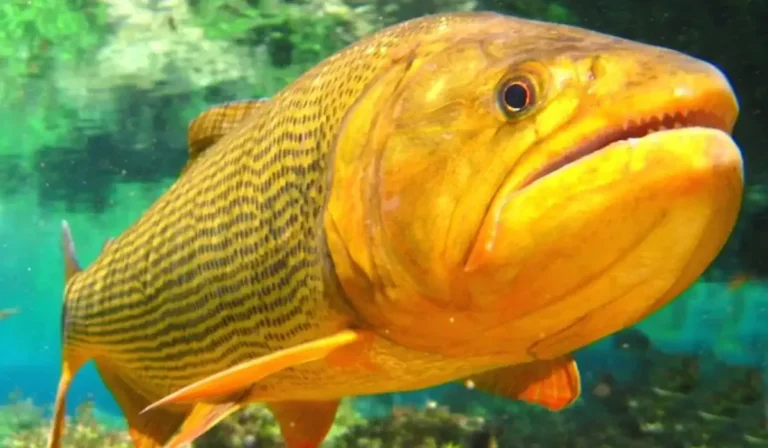Pescar dourado em MS pode render multa de até R$ 100 mil; entenda por que a espécie é protegida