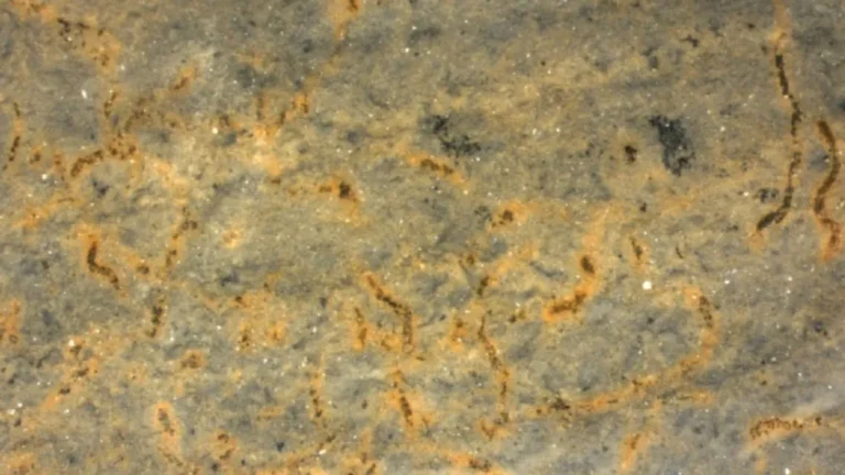 Microtomografia de fósseis filamentosos em rocha sedimentar indicando filamentos preservados e estruturas celulares