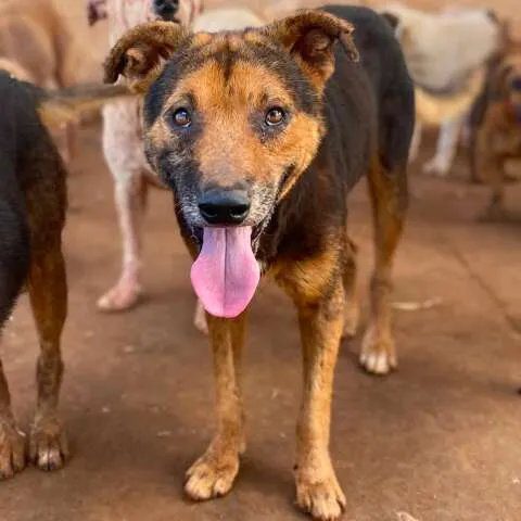Voluntários e visitantes na feira de adoção na Praça do Preto Velho com cães e gatos do Instituto Guarda Animal e caixas de ração para doação.