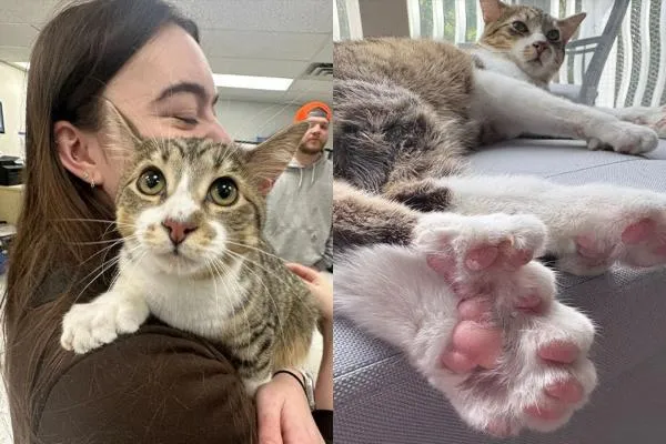 Filhote polidáctilo com 28 dedos exibindo as patas, acompanhado de outra gata polidáctila em ambiente doméstico