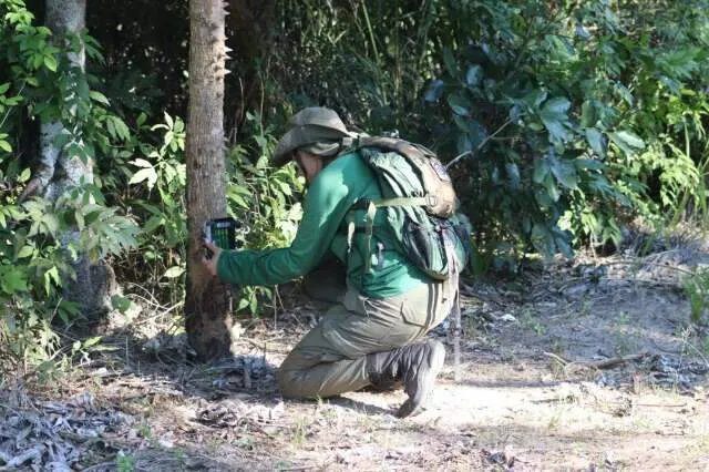 Casal de tatu-bola em área alagada da Serra do Amolar, Pantanal, em reserva natural