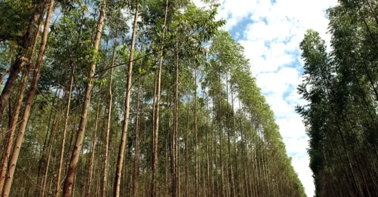 MPMS aponta fragmentação de habitats por maciços de eucalipto de até 20 quilômetros em MS