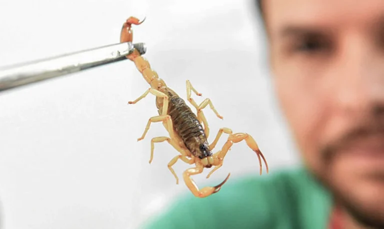 Envenenamento por picada de escorpião é mais perigoso para crianças, alerta especialista