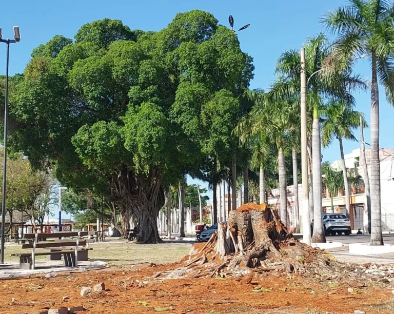 Árvore é removida da Praça Generoso Ponce por risco de queda