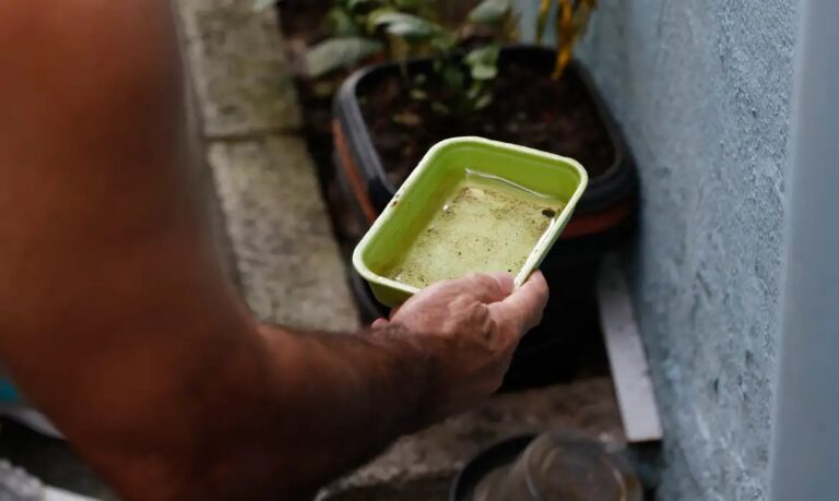 El Niño pode elevar casos de dengue e chikungunya no Brasil